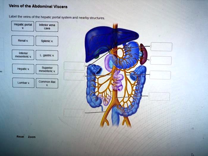 SOLVED: Veins of the Abdominal Viscera Label the veins of the hepatic ...