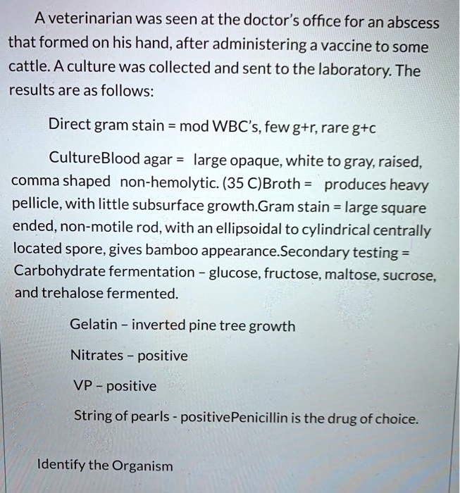 A veterinarian was seen at the doctor's office for an abscess that formed on his hand, after administering a vaccine to some cattle. A culture was collected and sent to the laboratory. The results are as follows:

Direct gram stain = mod WBC's, few g+r, rare g+c

Culture Blood agar = large opaque, white to gray, raised, comma shaped non-hemolytic. (35 C) Broth = produces heavy pellicle, with little subsurface growth. Gram stain = large square ended, non-motile rod, with an ellipsoidal to cylindrical centrally located spore, gives bamboo appearance. Secondary testing = Carbohydrate fermentation - glucose, fructose, maltose, sucrose, and trehalose fermented.

Gelatin - inverted pine tree growth

Nitrates - positive

VP - positive

String of pearls - positive Penicillin is the drug of choice.

Identify the Organism