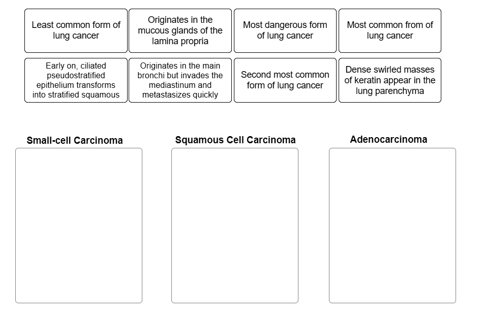 Least common form of lung cancer Originates in the mucous glands of the lamina propria Most dangerous form of lung cancer Most common from of lung cancer Early on, ciliated pseudostratified epithelium transforms into stratified squamous Originates in the main bronchi but invades the mediastinum and metastasizes quickly Second most common form of lung cancer Dense swirled masses of keratin appear in the lung parenchyma Small-cell Carcinoma Squamous Cell Carcinoma Adenocarcinoma