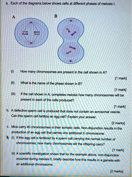 SOLVED: Each of the diagrams below shows cells at different phases of ...