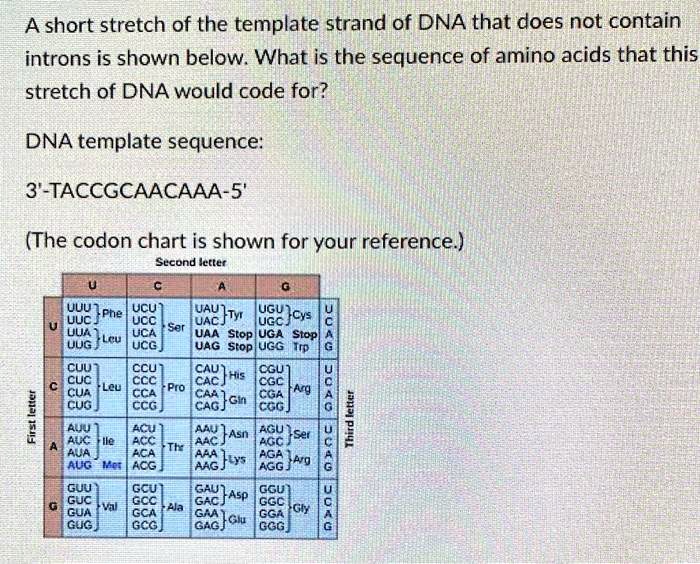 A short stretch of the template strand of DNA that does not contain ...