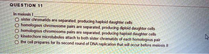 In meiosis I .
sister chromatids are separated, producing haploid daughter cells
homologous chromosome pairs are separated, producing diploid daughter cells
homologous chromosome pairs are separated, producing haploid daughter cells
kinetochore microtubules attach to both sister chromatids of each homologous pair
the cell prepares for its second round of DNA replication that will occur before meiosis II