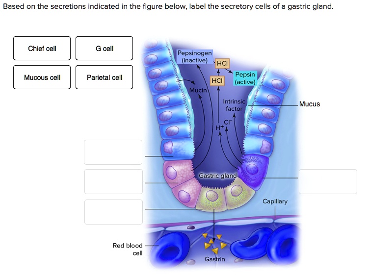 SOLVED Based on the secretions indicated in the figure below, label