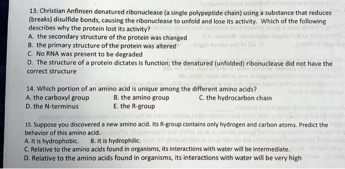 13. Christian Anfinsen denatured ribonuclease (a single polypeptide chain) using a substance that reduces
(breaks) disulfide bonds, causing the ribonuclease to unfold and lose its activity. Which of the following
describes why the protein lost its activity?
A. the secondary structure of the protein was changed
B. the primary structure of the protein was altered
C. No RNA was present to be degraded
D. The structure of a protein dictates is function; the denatured (unfolded) ribonuclease did not have the
correct structure
14. Which portion of an amino acid is unique among the different amino acids?
A. the carboxyl group
B. the amino group
C. the hydrocarbon chain
D. the N-terminus
E. the R-group
15. Suppose you discovered a new amino acid. Its R-group contains only hydrogen and carbon atoms. Predict the
behavior of this amino acid.
A. It is hydrophobic. B. It is hydrophilic.
C. Relative to the amino acids found in organisms, its interactions with water will be intermediate.
D. Relative to the amino acids found in organisms, its interactions with water will be very high