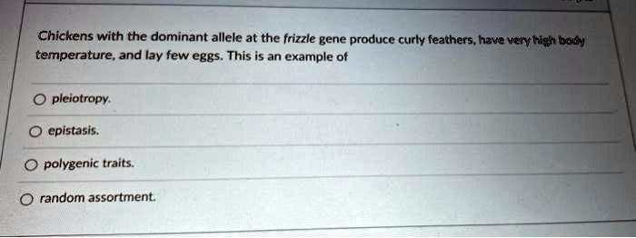 Chickens with the dominant allele at the frizzle gene produce curly feathers, have very high body temperature, and lay few eggs. This is an example of

pleiotropy.
epistasis.
polygenic traits.
random assortment.