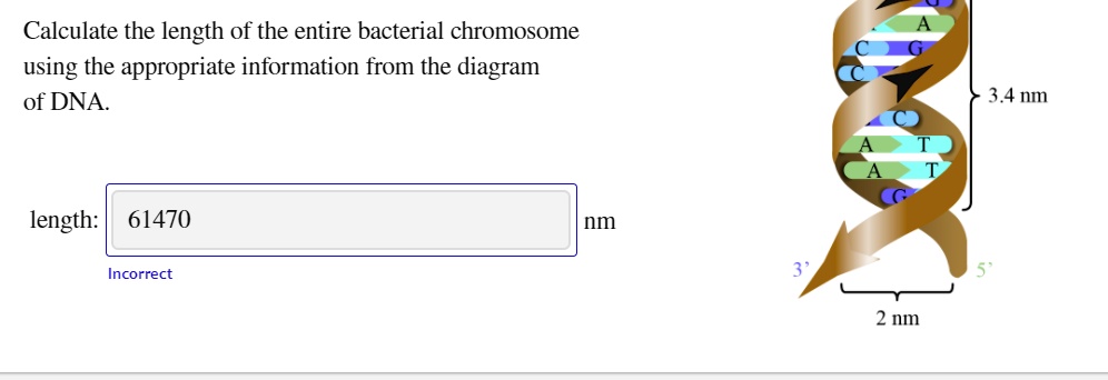 Calculate the length of the entire bacterial chromosome using the ...