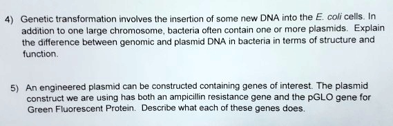 4) Genetic transformation involves the insertion of some new DNA into the E. coli cells. In
addition to one large chromosome, bacteria often contain one or more plasmids. Explain
the difference between genomic and plasmid DNA in bacteria in terms of structure and
function.
5) An engineered plasmid can be constructed containing genes of interest. The plasmid
construct we are using has both an ampicillin resistance gene and the pGLO gene for
Green Fluorescent Protein. Describe what each of these genes does.