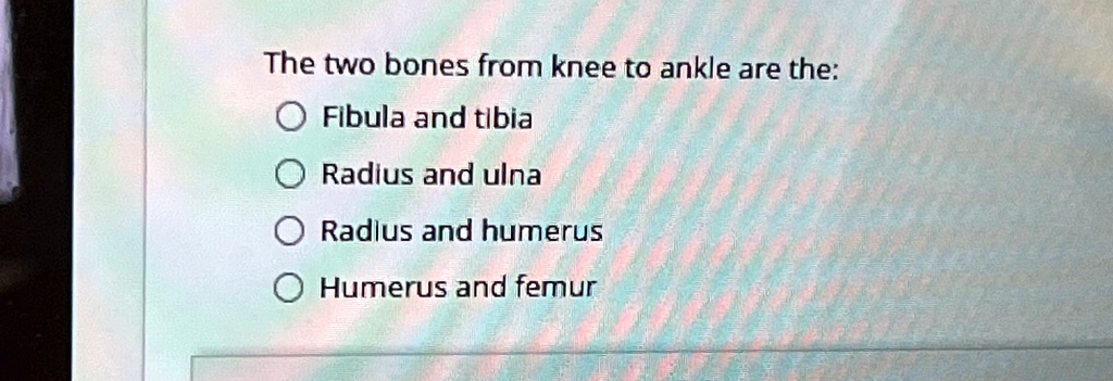The two bones from knee to ankle are the: Fibula and tibia Radius and ...