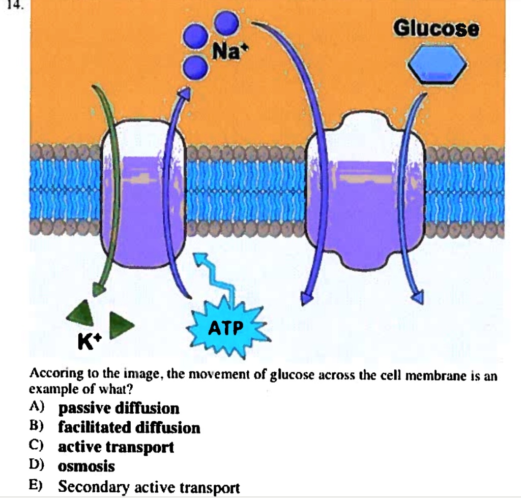 does atp travel in the blood