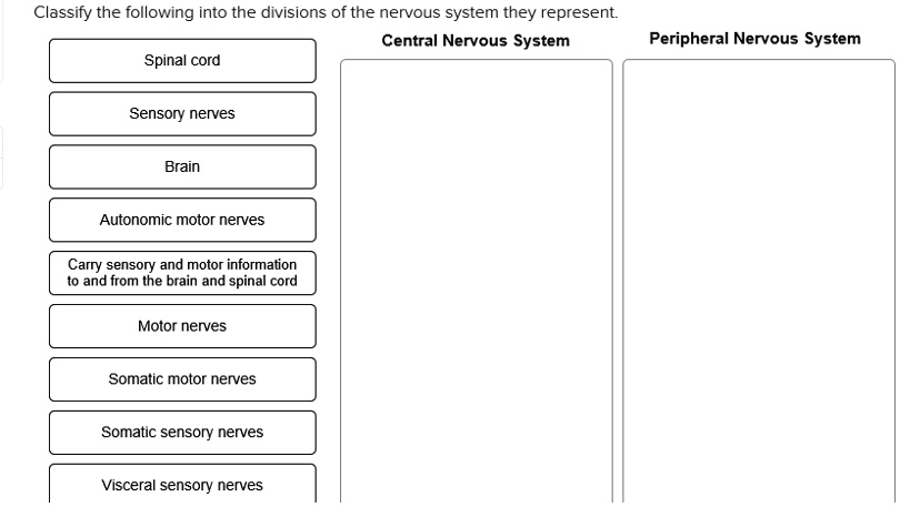 classify the following into the divisions of the nervous system they ...