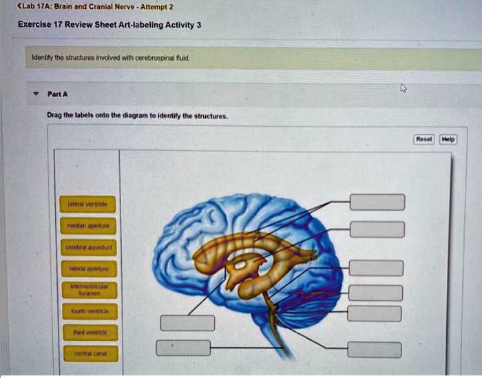 Lab 17A: Brain and Cranial Nerve - Attempt 2
Exercise 17 Review Sheet Art-labeling Activity 3
Identify the structures involved with cerebrospinal fluid.
Part A
Drag the labels onto the diagram to identify the structures.
lateral ventricle
median aperture
cerebral aqueduct
lateral aperture
interventricular foramen
fourth ventricle
third ventricle
central canal