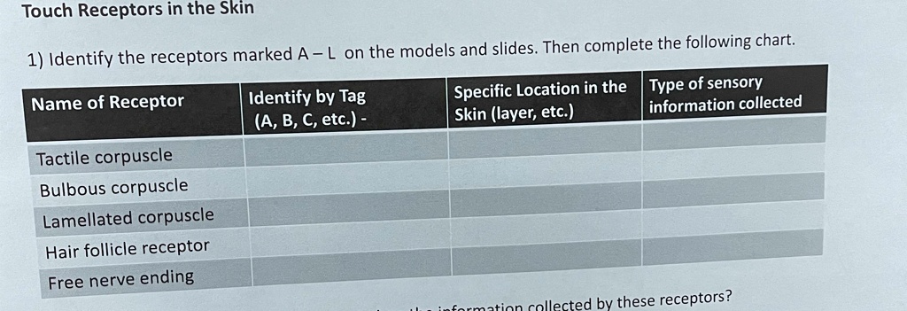touch receptors in the skin identify the receptors marked a l on the ...