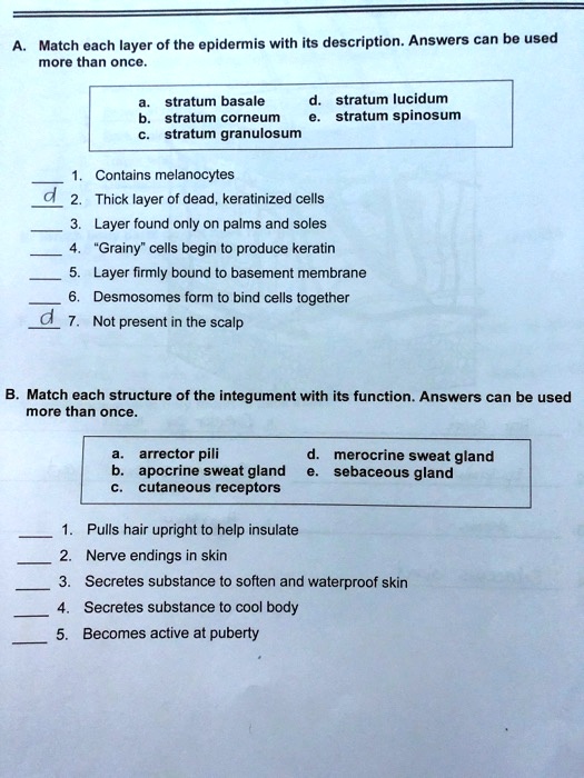 A. Match each layer of the epidermis with its description. Answers can be used
more than once.
a. stratum basale d. stratum lucidum
b. stratum corneum e. stratum spinosum
c. stratum granulosum
1. Contains melanocytes
2. Thick layer of dead, keratinized cells
3. Layer found only on palms and soles
4. "Grainy" cells begin to produce keratin
5. Layer firmly bound to basement membrane
6. Desmosomes form to bind cells together
7. Not present in the scalp
B. Match each structure of the integument with its function. Answers can be used
more than once.
a. arrector pili d. merocrine sweat gland
b. apocrine sweat gland e. sebaceous gland
c. cutaneous receptors
1. Pulls hair upright to help insulate
2. Nerve endings in skin
3. Secretes substance to soften and waterproof skin
4. Secretes substance to cool body
5. Becomes active at puberty