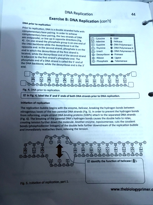 DNA Replication
Exercise B: DNA Replication (con’t)
DNA prior to replication
Prior to replication, DNA is a double stranded helix with complementary base pairing. In order to achieve complementary base pairing, the two strands of DNA are antiparallel, or line up in opposite directions (Fig. 4). On one strand the phosphate group is on one end of the DNA backbone while the deoxyribose is at the opposite end. In the second strand, phosphate is on the end in which the deoxyribose of the first strand is located, while the deoxyribose end of the second strand is adjacent to the first strand’s phosphate end. The phosphate end of a DNA strand is called the 5’ end of the DNA backbone, while the deoxyribose end is the 3’ end.
KEY
Cytosine - SSBP
Adenine - Helicase
Guanine - DNA Polymerase I
Thymine - DNA Polymerase II
Uracil - DNA Polymerase III
Deoxyribose - Primase
Ribose - Ligase
Phosphate - Telomerase
Fig. 4. DNA prior to replication.
In Fig. 4, label the 3’ and 5’ ends of both DNA strands prior to DNA replication.
Initiation of replication
The replication bubble begins with the enzyme, helicase, breaking the hydrogen bonds between nitrogenous bases of the two parental DNA strands (Fig. 5). In order to prevent the hydrogen bonds from reforming, single-strand DNA-binding proteins (SSBPs) attach to the separated DNA strands (Fig. 6). The breaking of the parental DNA’s hydrogen bonds causes the double helix to relax, creating tension further down the molecule. Another enzyme, topoisomerase, cuts the covalent bonds (phosphodiester linkages) of the double helix further downstream of the replication bubble and immediately reattaches them, relieving the tension.
Identify the function of helicase.
Fig. 5. Initiation of replication, part 1.