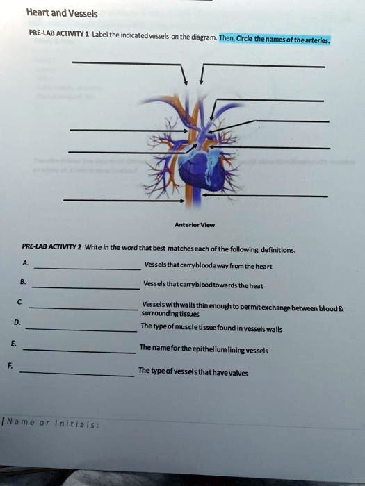 SOLVED: Heart and Vessels PRE-LAB ACTIVITY 1 Label the indicated ...