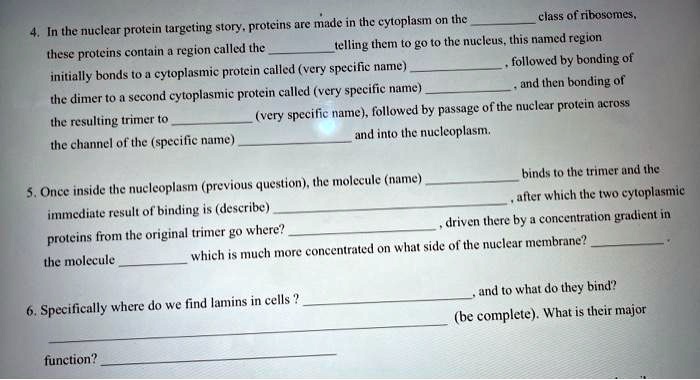 4. In the nuclear protein targeting story, proteins are made in the cytoplasm on the  class of ribosomes, these proteins contain a region called the  telling them to go to the nucleus, this named region initially bonds to a cytoplasmic protein called (very specific name) , followed by bonding of the dimer to a second cytoplasmic protein called (very specific name) , and then bonding of the resulting trimer to  (very specific name), followed by passage of the nuclear protein across the channel of the (specific name)  and into the nucleoplasm.

5. Once inside the nucleoplasm (previous question), the molecule (name)  binds to the trimer and the immediate result of binding is (describe) , after which the two cytoplasmic proteins from the original trimer go where? , driven there by a concentration gradient in the molecule  which is much more concentrated on what side of the nuclear membrane? .

6. Specifically where do we find lamins in cells ? , and to what do they bind?  (be complete). What is their major function? 