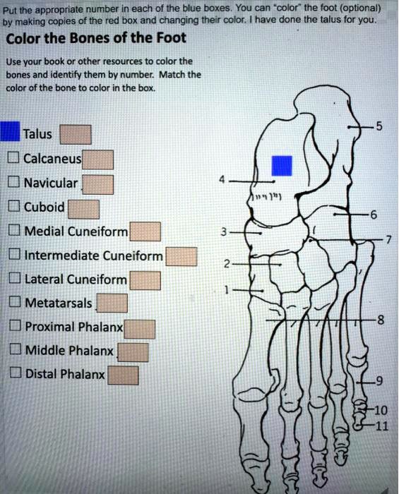 Talus Color Put the appropriate number in each of the blue boxes. You can