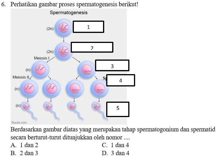 Perhatikan Diagram Spermatogenesis Berikut Gambar