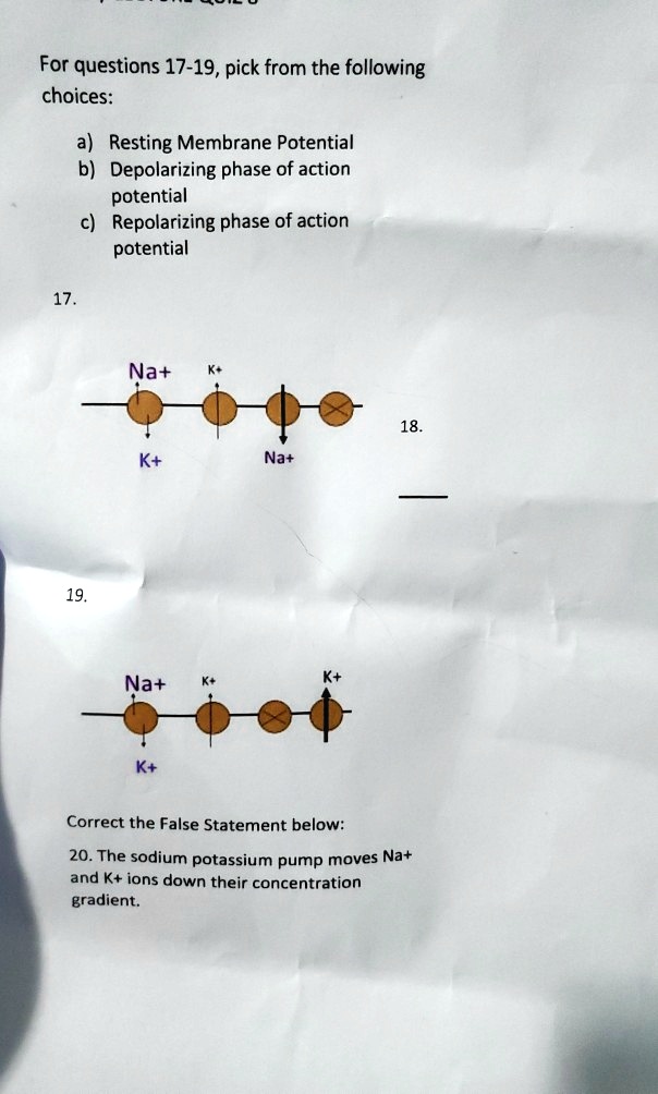 which causes the depolarizing phase of an action potential multiple choice question