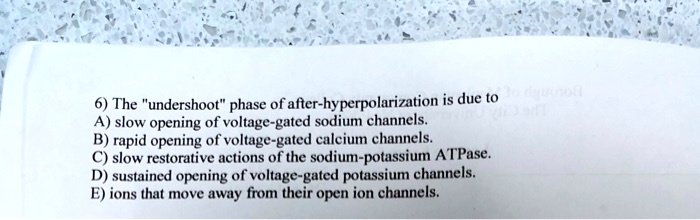 6) The "undershoot" phase of after-hyperpolarization is due to
A) slow opening of voltage-gated sodium channels.
B) rapid opening of voltage-gated calcium channels.
C) slow restorative actions of the sodium-potassium ATPase.
D) sustained opening of voltage-gated potassium channels.
E) ions that move away from their open ion channels.