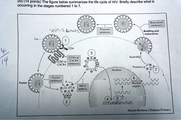 SOLVED:29) (14 Points) The Figure Below Summarizes The Life Cycle Of ...