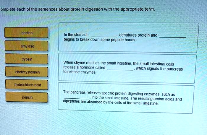 Omplete omplete each of the sentences about protein digestion with the ...
