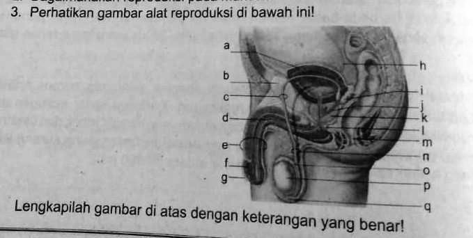 Solved Perhatikan Gambar Alat Reproduksi Di Bawah Ini 3 Perhatikan Gambar Alat Reproduksi Di 