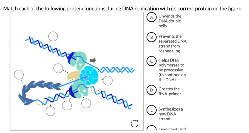 Match each of the following protein functions during DNA replication