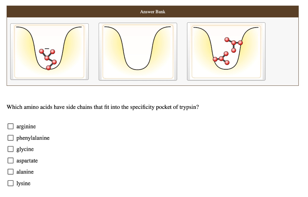 Answer Bank
Which amino acids have side chains that fit into the specificity pocket of trypsin?
arginine
phenylalanine
glycine
aspartate
alanine
lysine