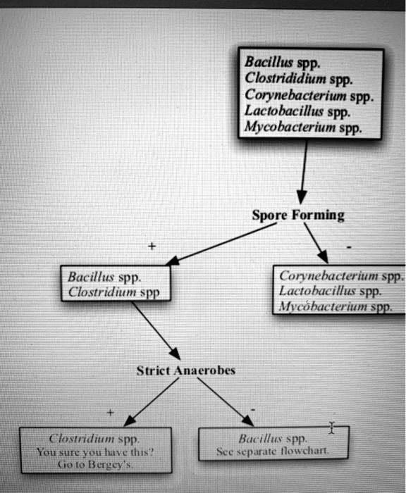 solved-please-make-a-flowchart-using-biomedical-tests-such-as-gram-staining-shapes-mannitol