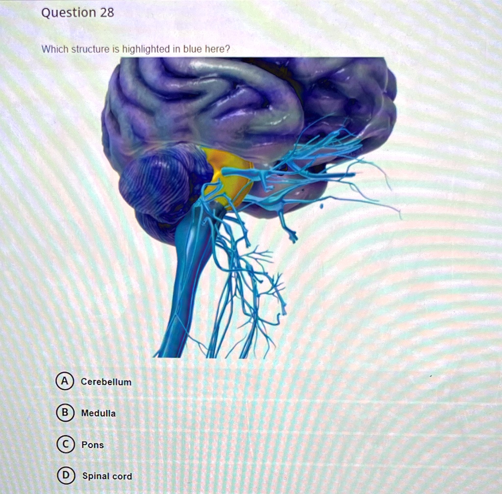 solved-question-28-which-structure-is-highlighted-in-blue-here