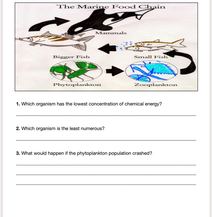 SOLVED: The Marine Food Chain Mamm: Bigger Fish Sml Fish Phytoplankton Zooplankon Which organism has the lowest concentration of chemical energy? Which organism is the least numerous? What would happen if the SOLVED: The Marine Food Chain Mamm: Bigger Fish Sml Fish Phytoplankton Zooplankon Which organism has the lowest concentration of chemical energy? Which organism is the least numerous? What would happen if the