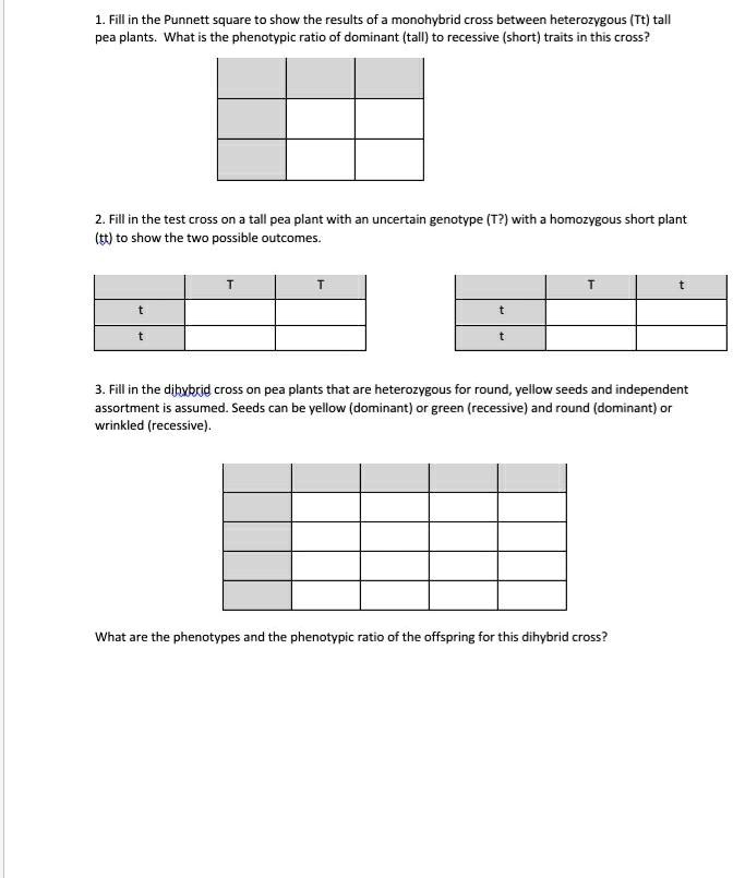 1. Fill in the Punnett square to show the results of a monohybrid cross between heterozygous (Tt) tall pea plants. What is the phenotypic ratio of dominant (tall) to recessive (short) traits in this cross?

2. Fill in the test cross on a tall pea plant with an uncertain genotype (T?) with a homozygous short plant (tt) to show the two possible outcomes.

T T t
t t
t t

3. Fill in the dihybrid cross on pea plants that are heterozygous for round, yellow seeds and independent assortment is assumed. Seeds can be yellow (dominant) or green (recessive) and round (dominant) or wrinkled (recessive).

What are the phenotypes and the phenotypic ratio of the offspring for this dihybrid cross?