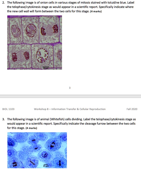 SOLVED The following image shows onion cells at various stages of