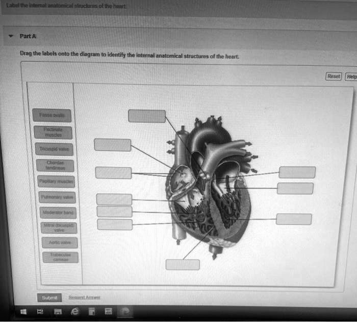 SOLVED: Drag the labels onto the diagram to identify the internal ...