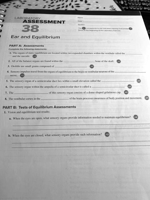 SOLVED: LABORATORY ASSESSMENT 38 Ear and Equilibrium PART A ...