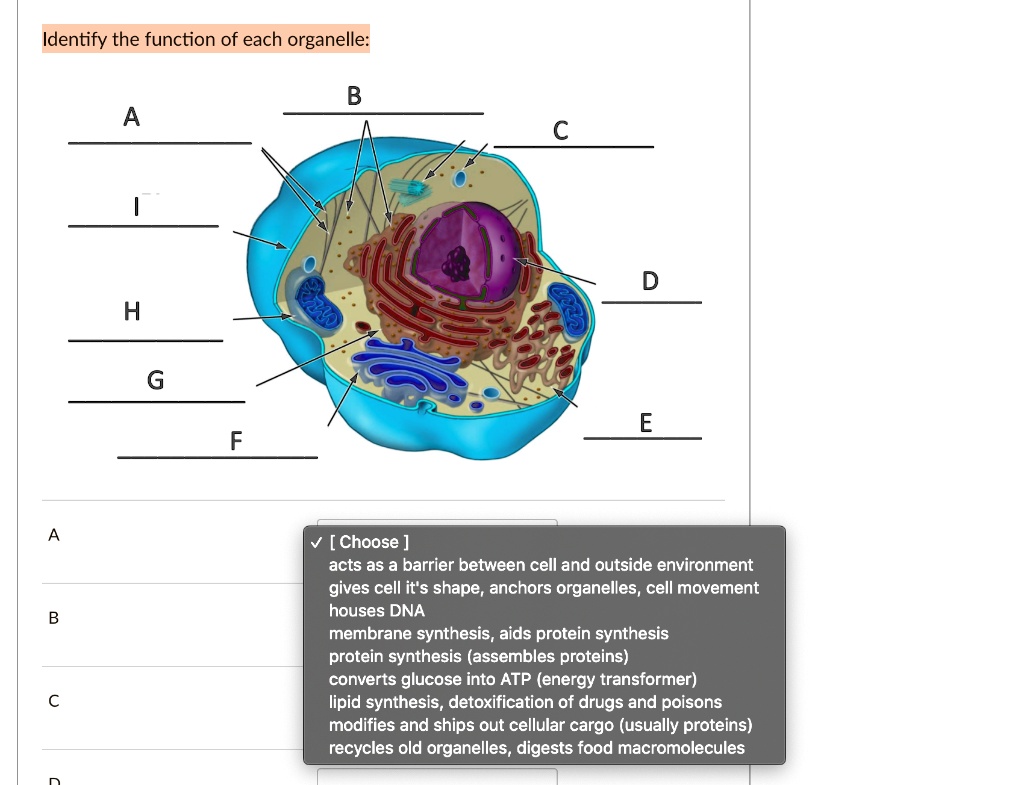 SOLVED: Identify the function of each organelle: H [Choose ] acts as a ...