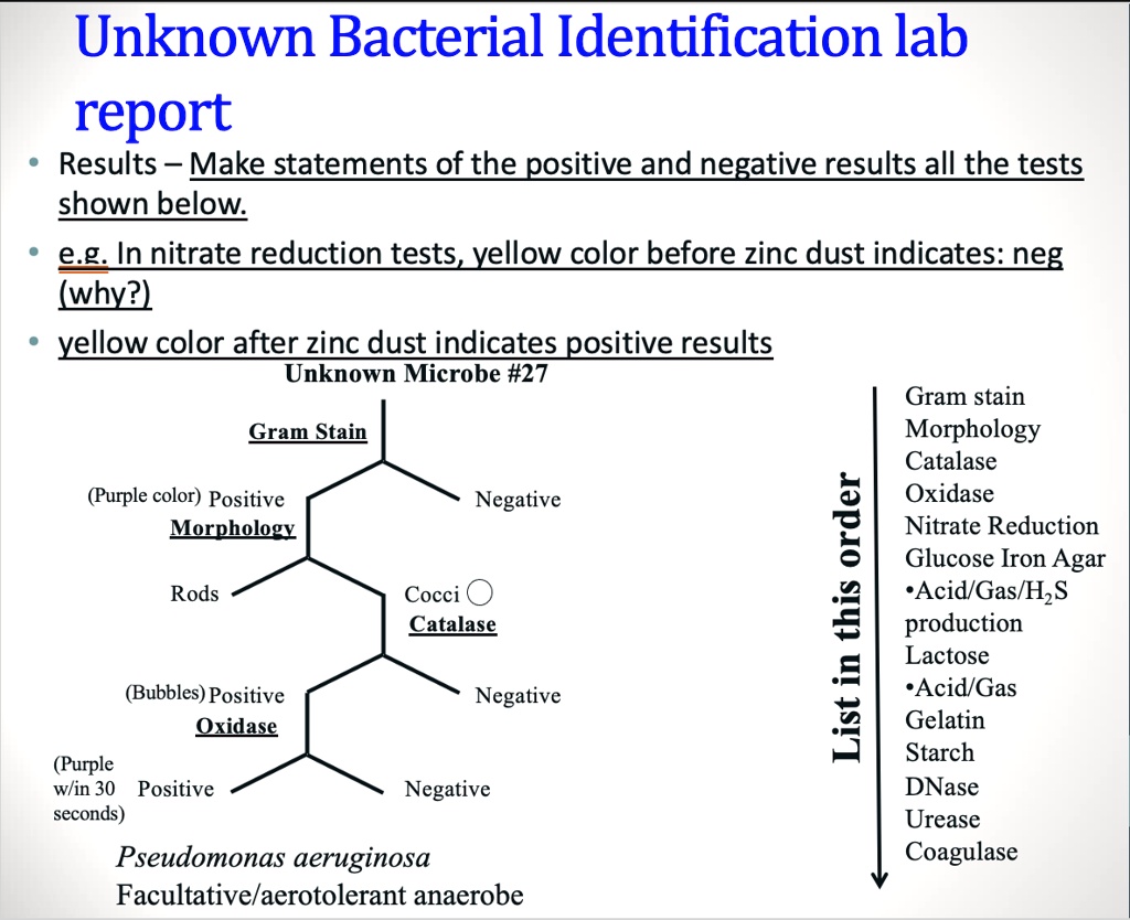 Unknown Bacterial Identification lab
report
• Results - Make statements of the positive and negative results all the tests
shown below.
• e.g. In nitrate reduction tests, yellow color before zinc dust indicates: neg
(why?)
• yellow color after zinc dust indicates positive results
Unknown Microbe #27
Gram Stain
(Purple color) Positive
Negative
Morphology
Rods
Cocci
Catalase
(Bubbles) Positive
Negative
Oxidase
(Purple w/in 30 seconds) Positive
Negative
List in this order
Gram stain
Morphology
Catalase
Oxidase
Nitrate Reduction
Glucose Iron Agar
•Acid/Gas/H?S production
Lactose
•Acid/Gas
Gelatin
Starch
DNase
Urease
Coagulase
Pseudomonas aeruginosa
Facultative/aerotolerant anaerobe