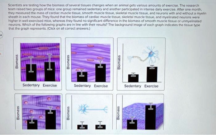 Scientists are testing how the biomass of several tissues changes when an animal gets various amounts of exercise. The research team raised two groups of mice: one group remained sedentary and another participated in intense daily exercise. After one month, they measured the mass of cardiac muscle tissue, smooth muscle tissue, skeletal muscle tissue, and neurons with and without a myelin sheath in each mouse. They found that the biomass of cardiac muscle tissue, skeletal muscle tissue, and myelinated neurons were higher in well-exercised mice, whereas they found no significant difference in the biomass of smooth muscle tissue or unmyelinated neurons. Which of the following graphs are in line with their results? The background image of each graph indicates the tissue type that the graph represents. (Click on all correct answers.)