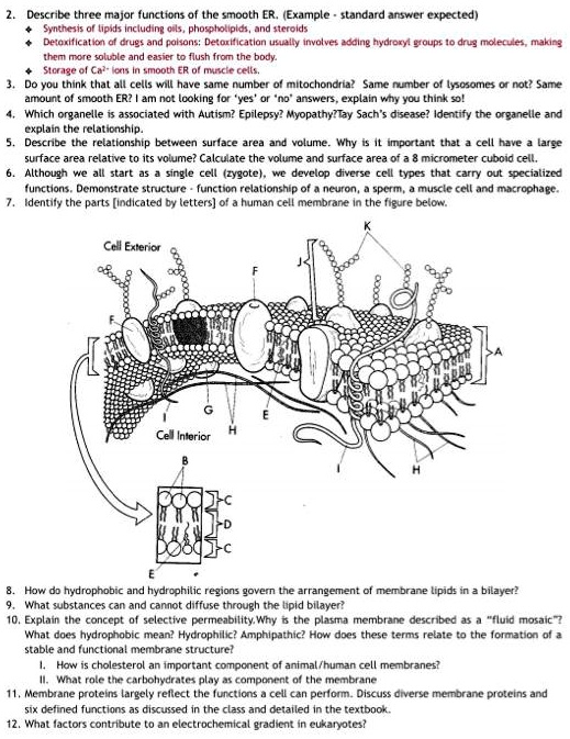 SOLVED: Describe three major functions of the smooth ER.(Example ...