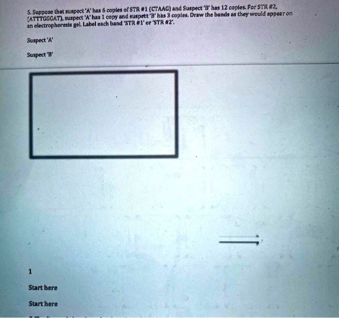 SOLVED: R"has Copies Of STR #1 (CTAAG) And Suspect 'B" Has 12 Copies ...