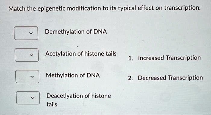 Match the epigenetic modification to its typical effect on transcription:
Demethylation of DNA
Acetylation of histone tails
1. Increased Transcription
Methylation of DNA
2. Decreased Transcription
Deacetlyation of histone tails