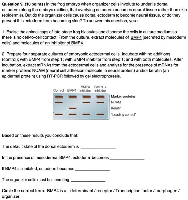 SOLVED: Question 9.10 points In the frog embryo, when organizer cells ...