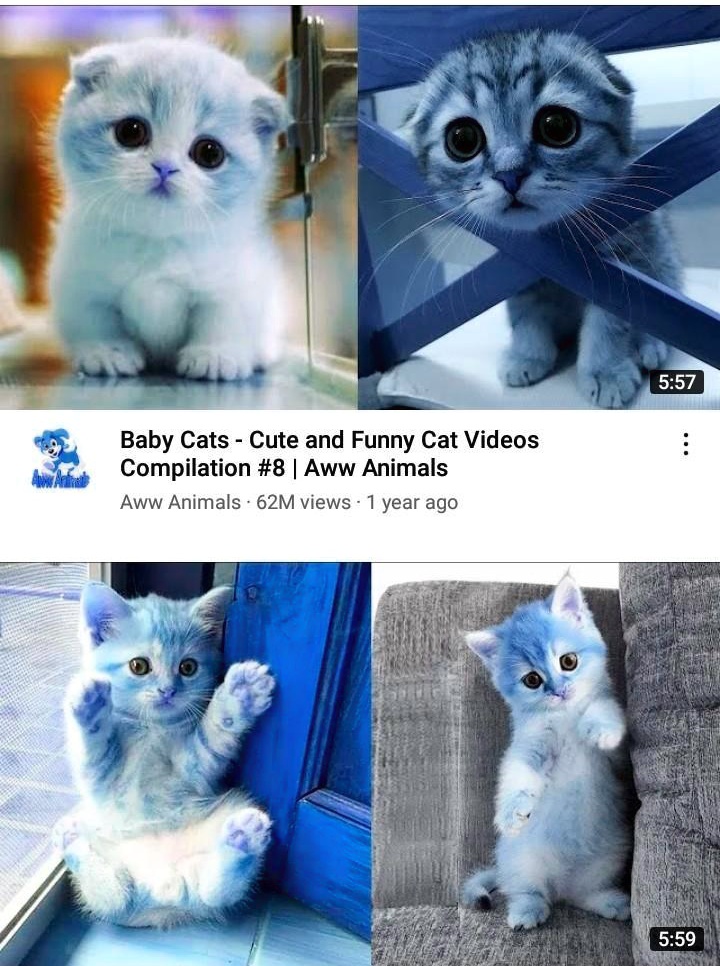 SOLVED: 'free pts for everyone so cute  Baby Cats Cute and Funny Cat  Videos Compilation #8 Aww Animals Aww Animals 62M views year ago '