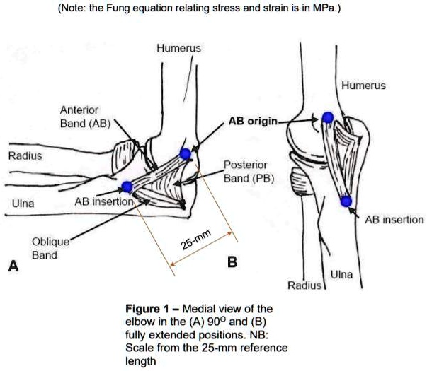 SOLVED: The medial side of the elbow is stabilized by the ulnar ...