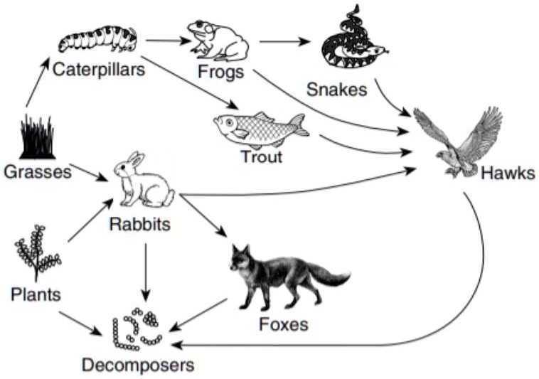 SOLVED Identify the two primary consumers in this food web. A Foxes