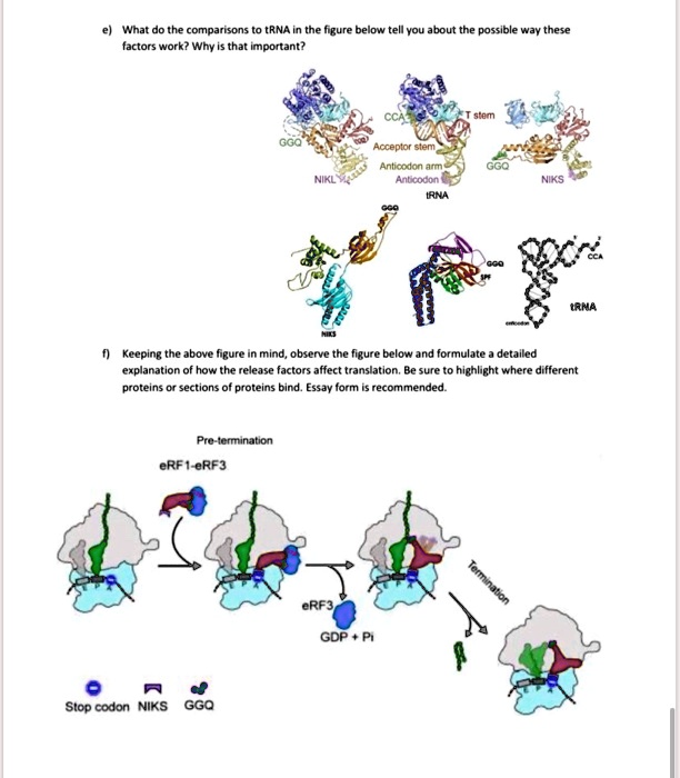 SOLVEDWhat do the comparisons [RNA factors work? Why E that important