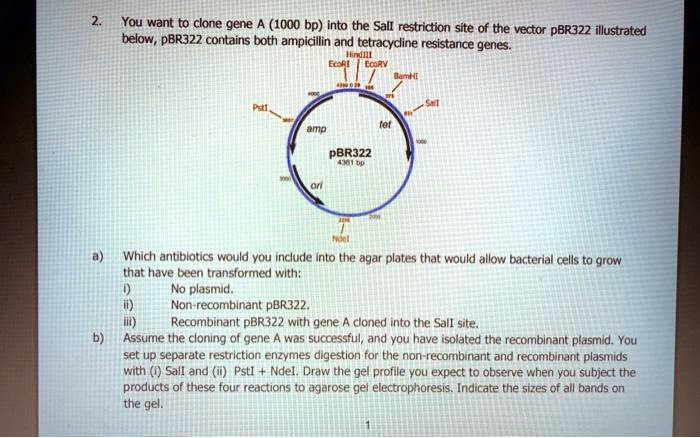 2. You want to clone gene A (1000 bp) into the SalI restriction site of the vector pBR322 illustrated below, pBR322 contains both ampicillin and tetracycline resistance genes.
HindIII
EcoRI EcoRV
4300 0 29 185
BamHI
375
4000
PstI
651 SalI
3607
tet
amp
1000
pBR322
4361 bp
3000
ori
2296
2000
NdeI
a) Which antibiotics would you include into the agar plates that would allow bacterial cells to grow that have been transformed with:
i) No plasmid.
ii) Non-recombinant pBR322.
iii) Recombinant pBR322 with gene A cloned into the SalI site.
b) Assume the cloning of gene A was successful, and you have isolated the recombinant plasmid. You set up separate restriction enzymes digestion for the non-recombinant and recombinant plasmids with (i) SalI and (ii) PstI + NdeI. Draw the gel profile you expect to observe when you subject the products of these four reactions to agarose gel electrophoresis. Indicate the sizes of all bands on the gel.