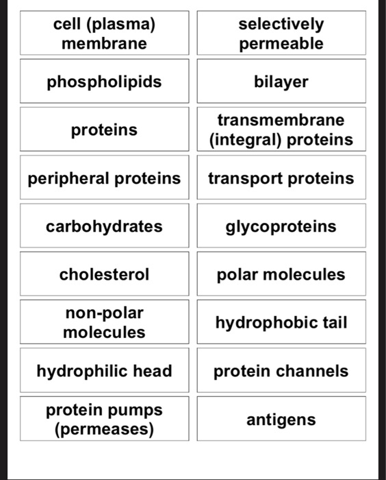 SOLVED cell (plasma) membrane selectively permeable phospholipids