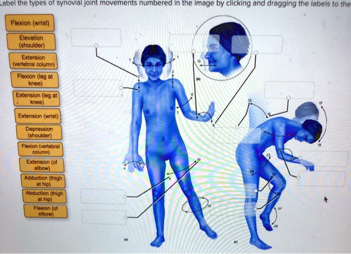 Movement Labeling Label the types of synovial joint movements numbered in the...